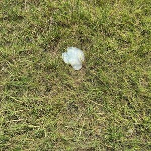 Meet your Posher, Carlee